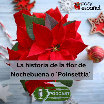 Easy Podcast: La historia de la flor de nochebuena o 'Poinsettia'