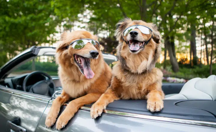 Spanish saying: Alegría ten, y vivirás bien - Easy Español