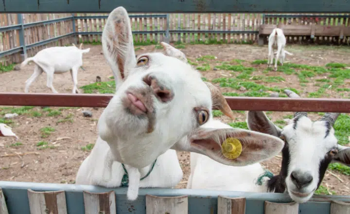 Saying of the day: Estar más loco que una cabra - Easy Español