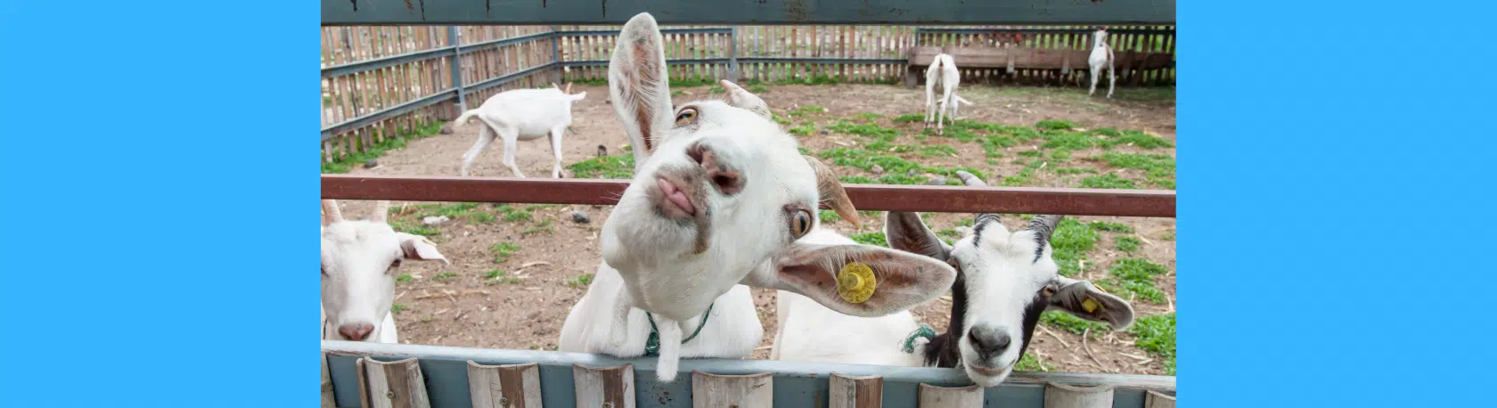 Saying of the day: Estar más loco que una cabra - Easy Español