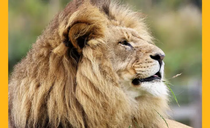 Spanish expressions with the word 'rey' - Easy Español