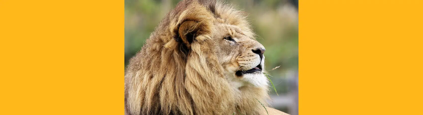 Spanish expressions with the word 'rey' - Easy Español