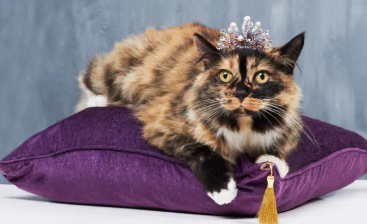 Spanish saying: Vivir a cuerpo de rey - Easy Español