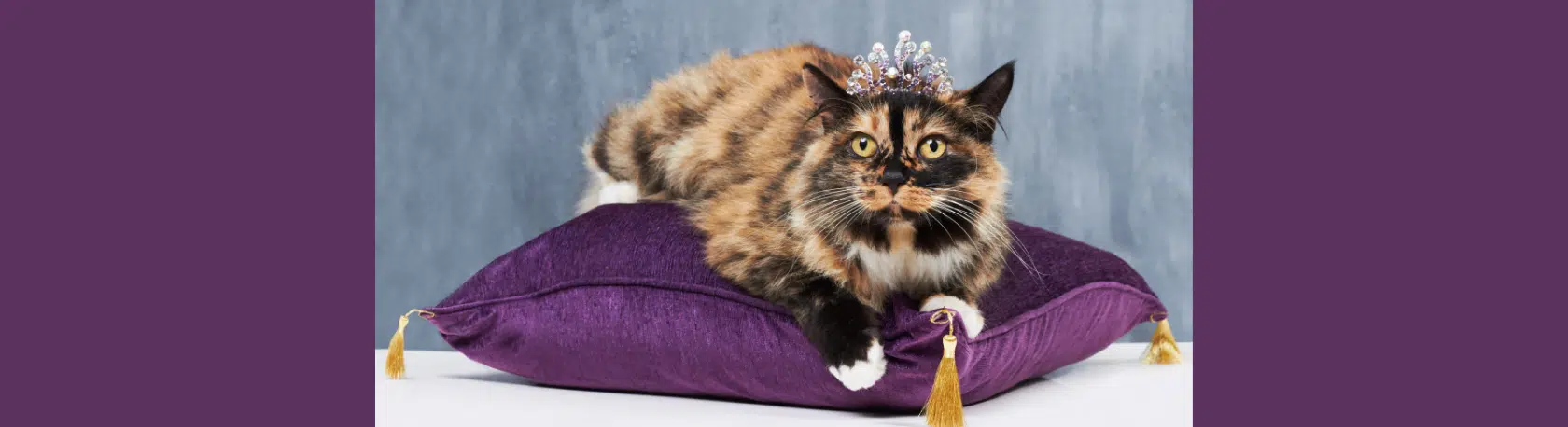 Spanish saying: Vivir a cuerpo de rey - Easy Español