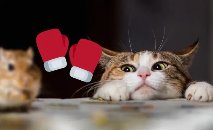 Saying of the day: Gato con guantes no caza ratones - Easy Español