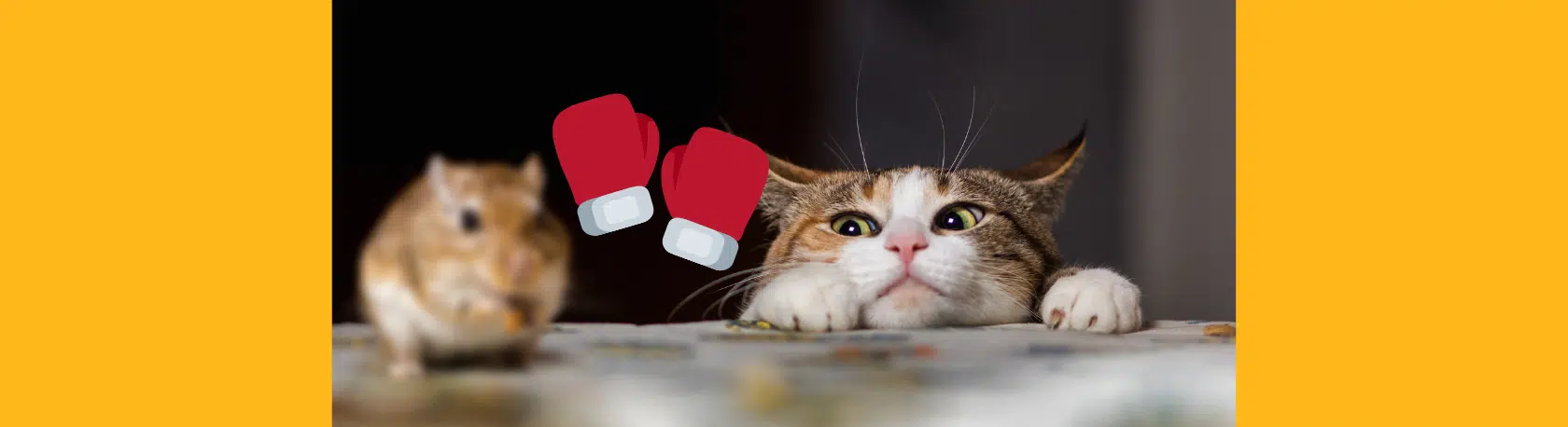 Saying of the day: Gato con guantes no caza ratones - Easy Español