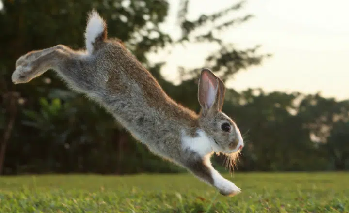 Saying of the day: Al mejor cazador, se le va la liebre - Easy Español