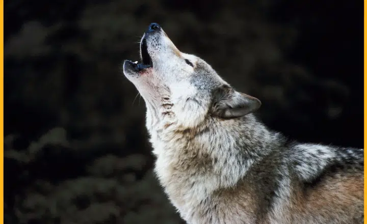 Saying of the day: Meterse en la boca del lobo - Easy Español