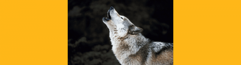 Saying of the day: Meterse en la boca del lobo - Easy Español