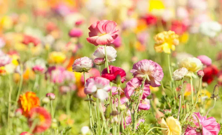 Saying of the day: La primavera la sangre altera - Easy Español