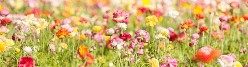 Saying of the day: La primavera la sangre altera - Easy Español