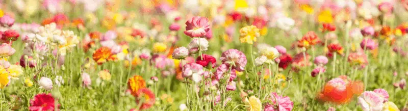Saying of the day: La primavera la sangre altera - Easy Español
