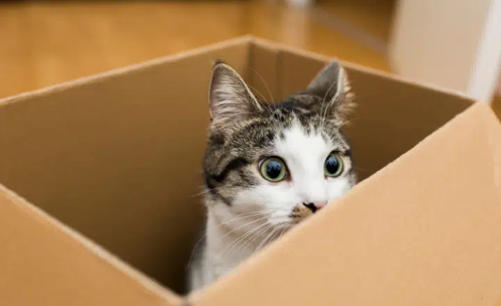 Spanish adverbs of location (adverbios de lugar) - Easy Español