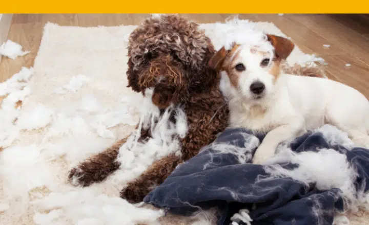 La palabra del día: Barrabasada - Easy Español