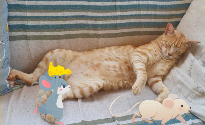 Saying of the day: Cuando el gato duerme, los ratones se pasean - Easy Español