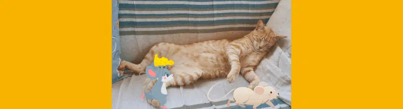 Saying of the day: Cuando el gato duerme, los ratones se pasean - Easy Español