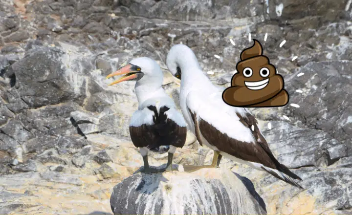 La palabra del día: Guano - Easy Español