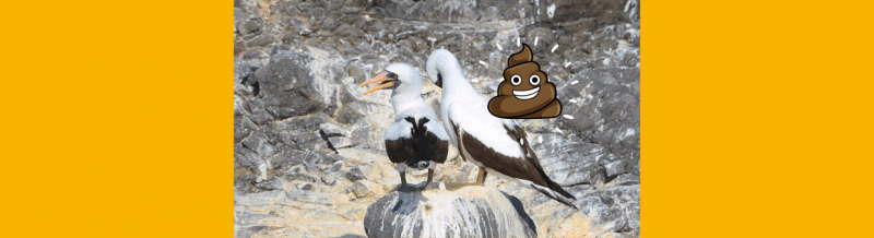 La palabra del día: Guano - Easy Español