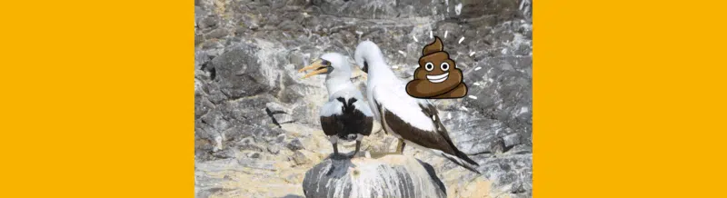 La palabra del día: Guano - Easy Español