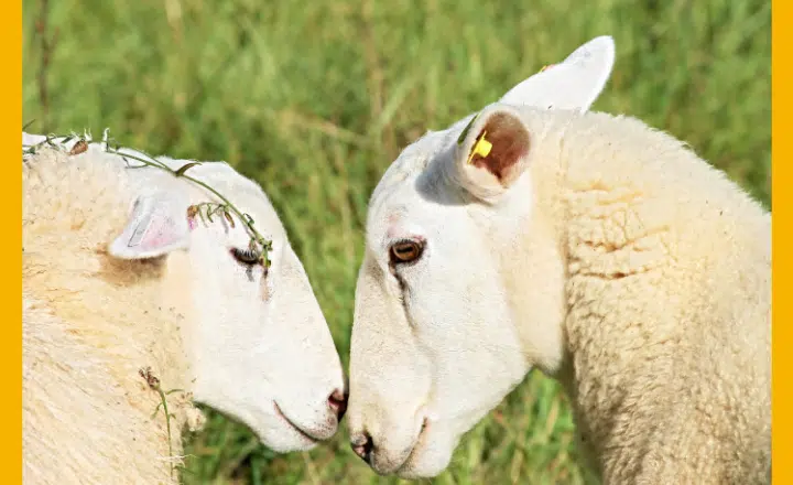 Saying of the day: Cada oveja con su pareja - Easy Español