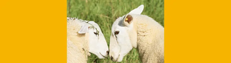 Saying of the day: Cada oveja con su pareja - Easy Español