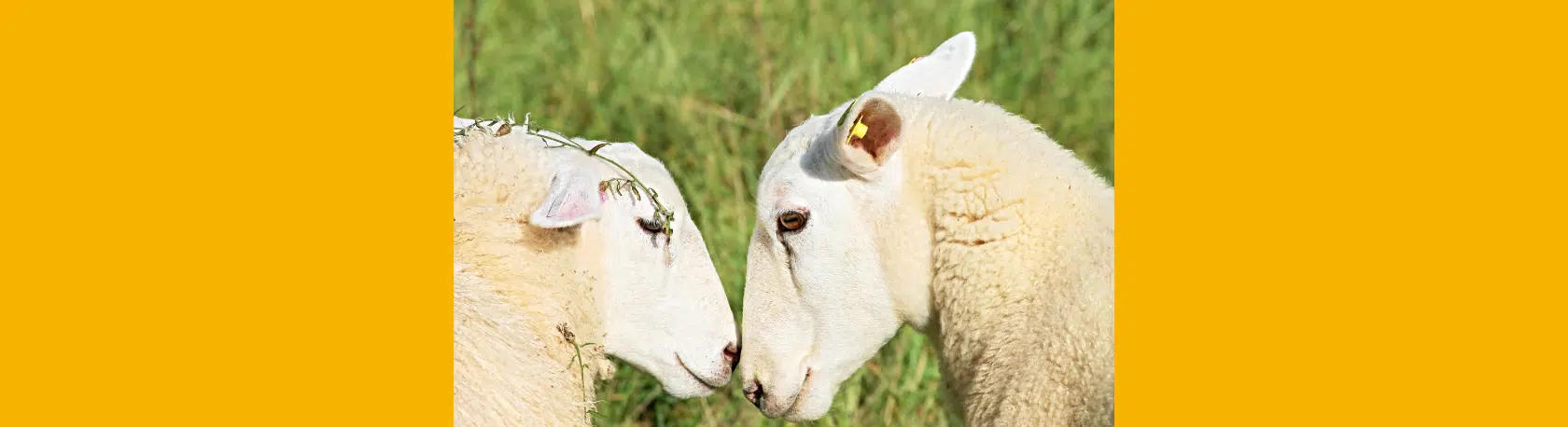 Saying of the day: Cada oveja con su pareja - Easy Español