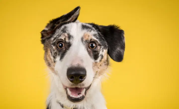 Uses of the verb 'parecer' - Easy Español