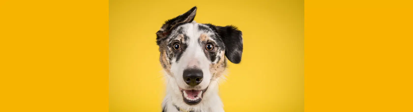 Uses of the verb 'parecer' - Easy Español