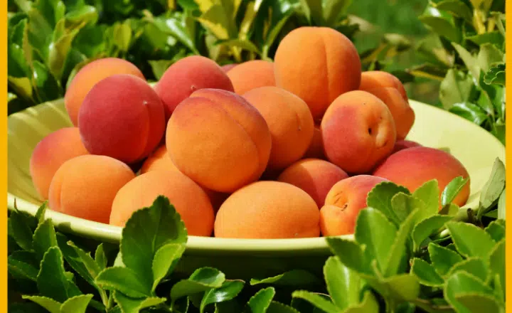 La palabra del día: Chabacano - Easy Español