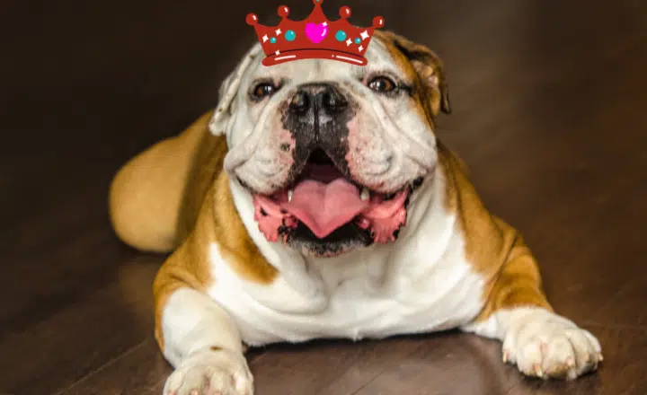 La palabra del día: Fanfarrón