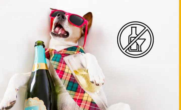 La palabra del día: Enguayabado - Easy Español