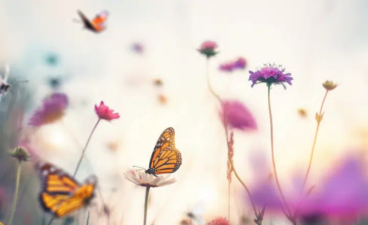 Saying of the day: A otra cosa, mariposa - Easy Español