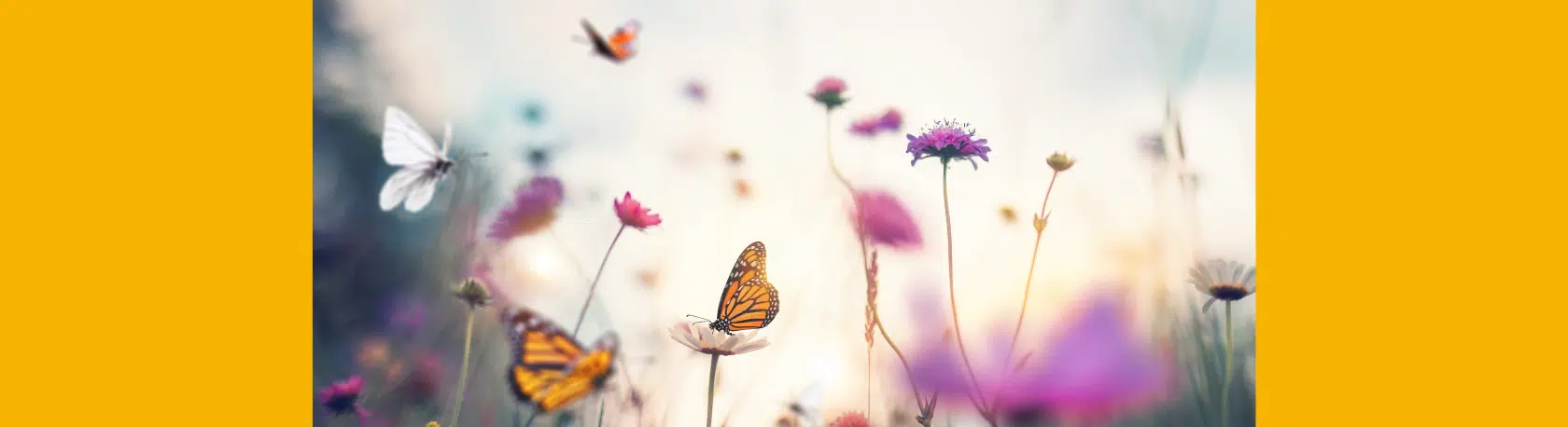 Saying of the day: A otra cosa, mariposa - Easy Español