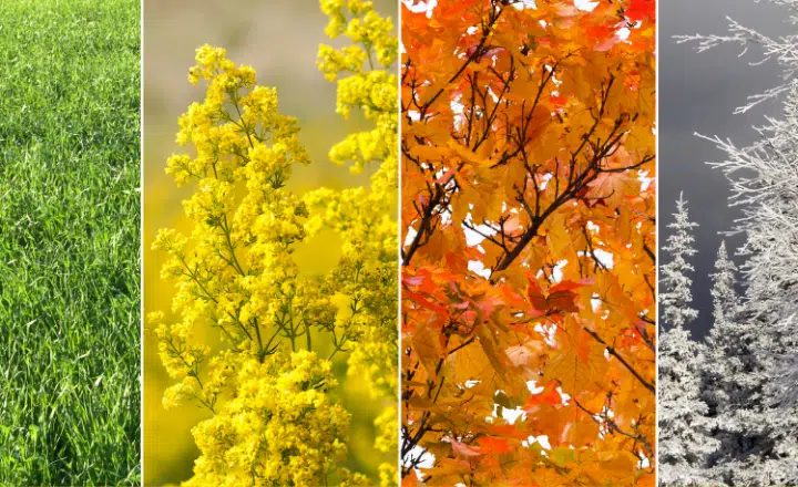 Three Spanish equivalents for the word "season" - Easy Español