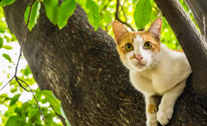 The uses of the peculiar verb 'HABER' - Easy Español