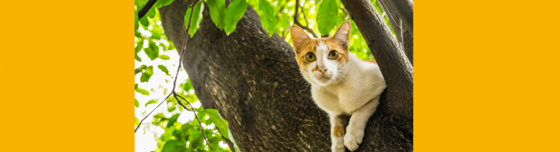 The uses of the peculiar verb 'HABER' - Easy Español
