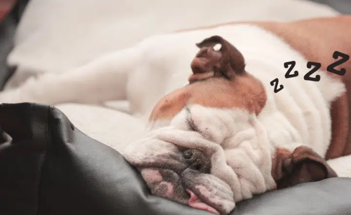 Four English equivalents of the Spanish phrase 'muerto de' - Easy Español