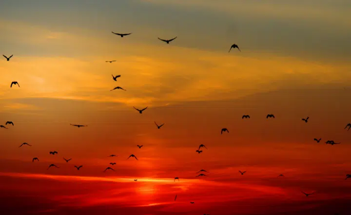 Saying of the day: Más vale pájaro en mano que cien volando - Easy Español