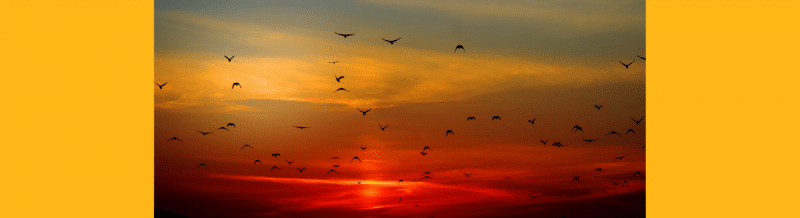 Saying of the day: Más vale pájaro en mano que cien volando - Easy Español