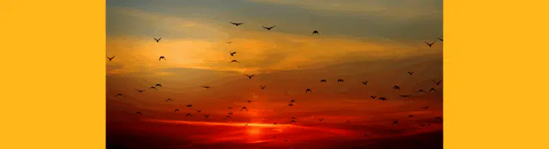 Saying of the day: Más vale pájaro en mano que cien volando - Easy Español