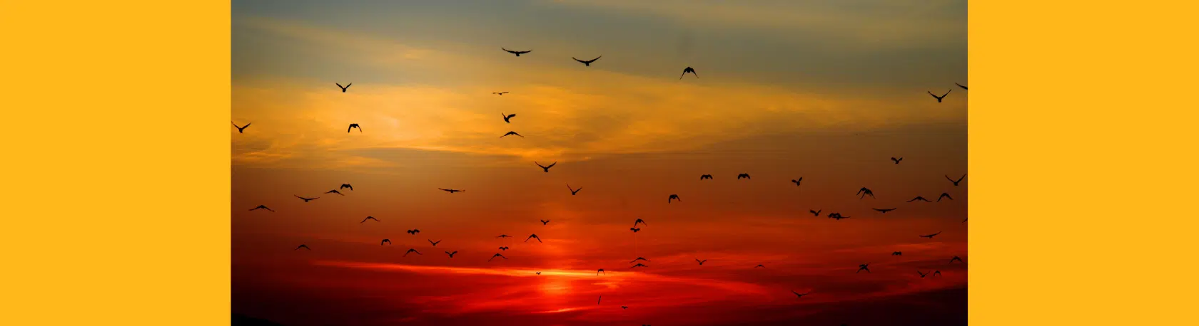 Saying of the day: Más vale pájaro en mano que cien volando - Easy Español