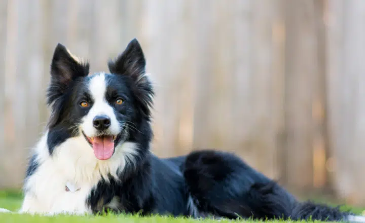 La palabra del día: Vivaracho - Easy Español