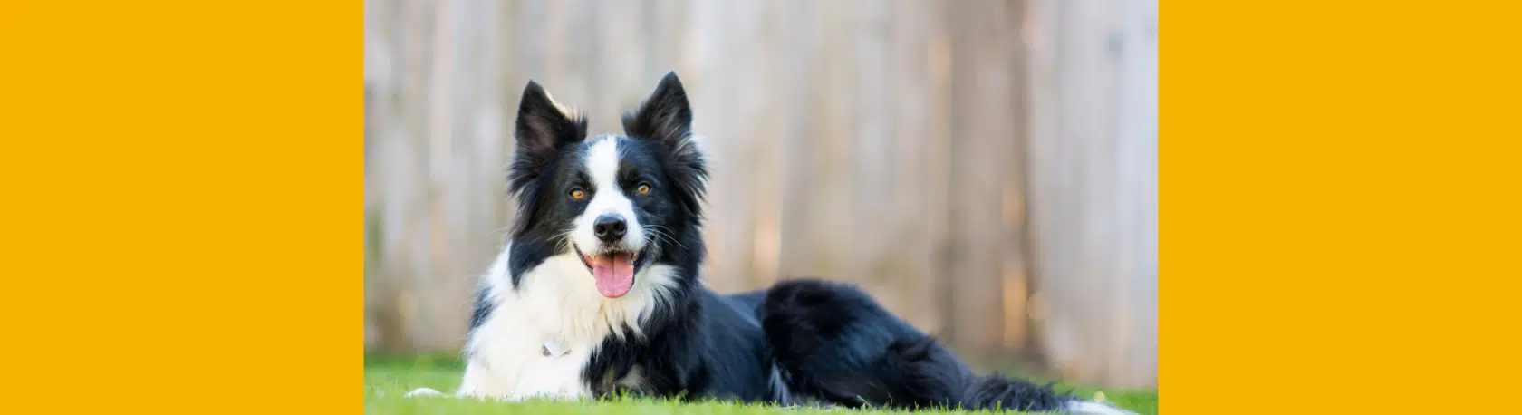 La palabra del día: Vivaracho - Easy Español