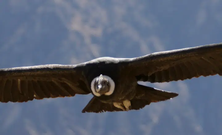 La palabra del día: Envergadura - Easy Español