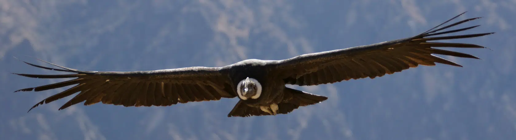 La palabra del día: Envergadura - Easy Español