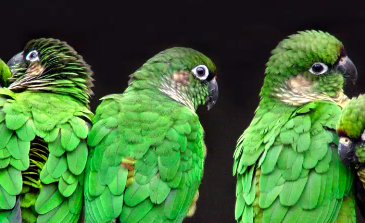 Saying of the day: El que es perico donde quiera es verde - Easy Español