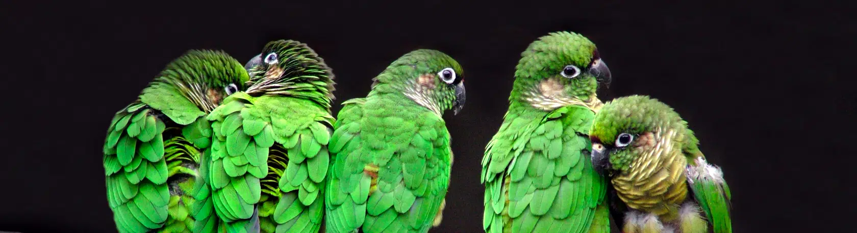 Saying of the day: El que es perico donde quiera es verde - Easy Español