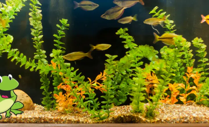 Saying of the day: Más ordinario que un sapo en un acuario - Easy Español