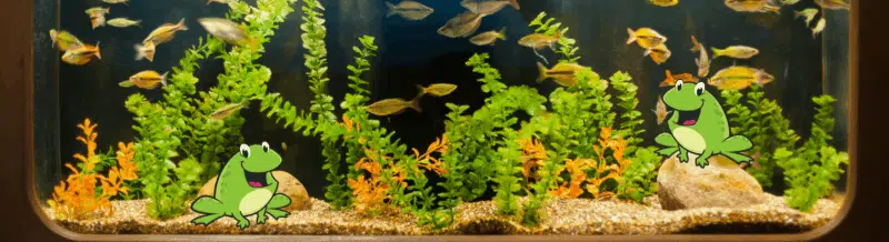 Saying of the day: Más ordinario que un sapo en un acuario - Easy Español