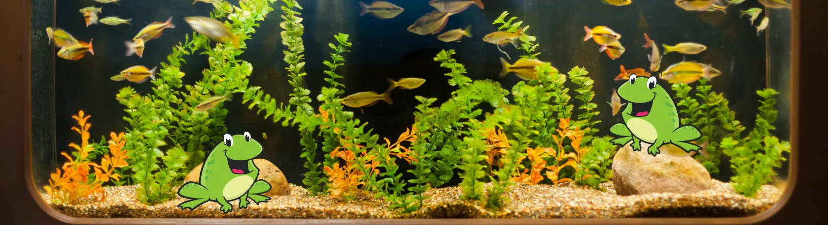 Saying of the day: Más ordinario que un sapo en un acuario - Easy Español